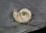 Iridescent Ammonite Fossils Mounted In Shale - x #38220-3
